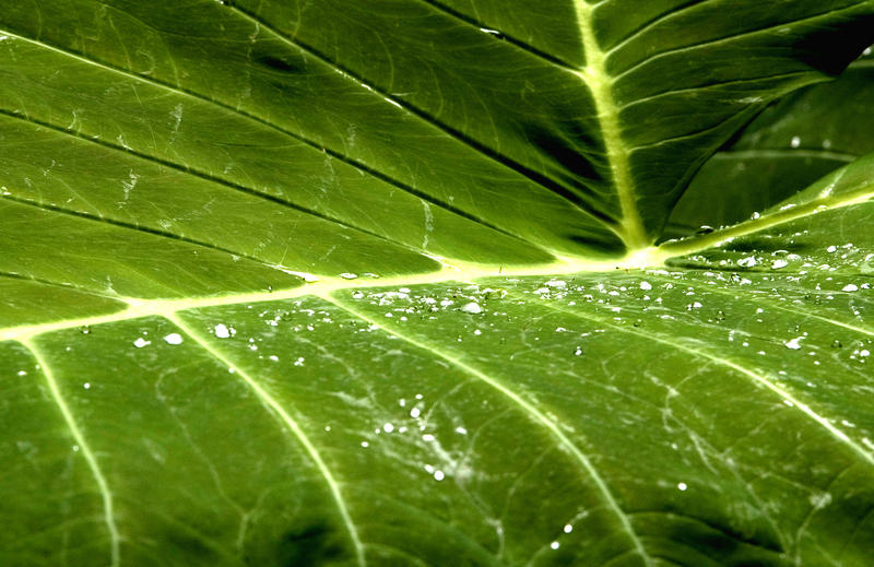water drops on a large palm leaf, mexico